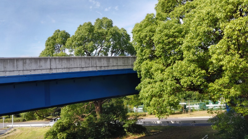 高平橋の両脇のクスノキ 東京都大田区平和島公園