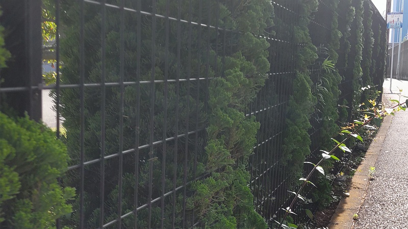 カイヅカイブキ 東京都大田区平和島