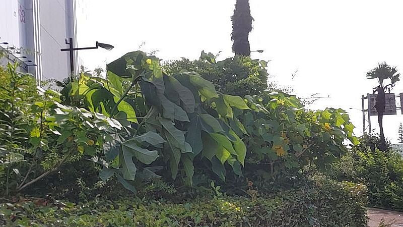 植込みのアオギリ 東京都大田区大和大橋
