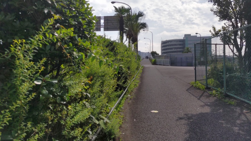 ユキヤナギ 東京都大田区大和大橋