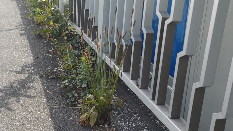 ヘラオオバコ 東京都大田区大和大橋