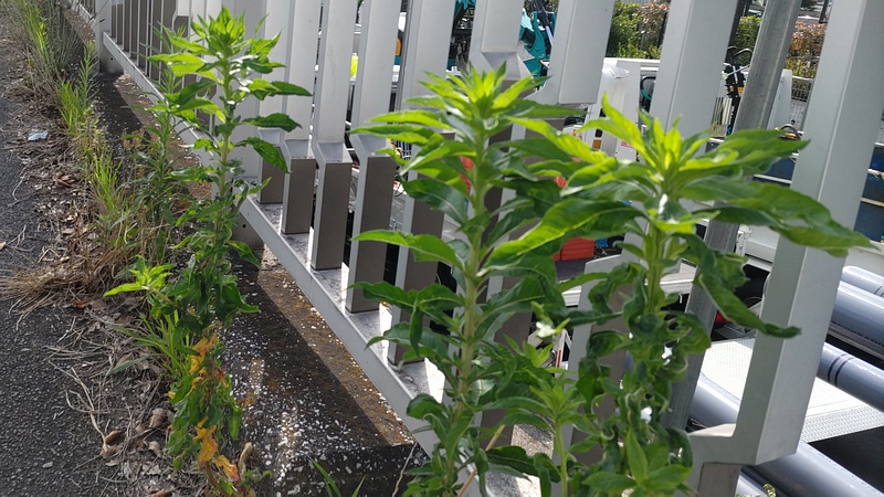 メマツヨイグサ 東京都大田区大和大橋