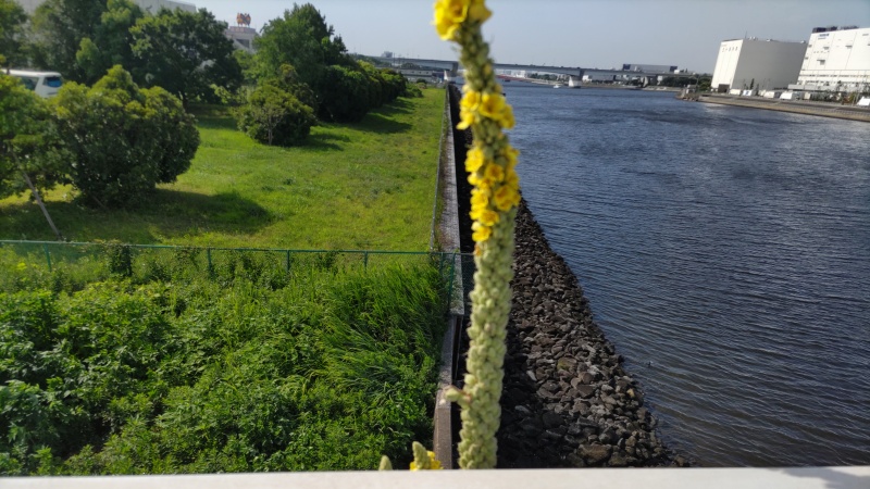目線よりも高くなったビロードモウズイカ 東京都大田区大和大橋