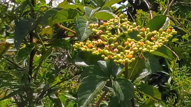ヤブガラシ 東京都大田区大和大橋