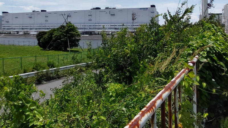 橋の袂に繁茂するヘクソカズラ 東京都大田区大和大橋