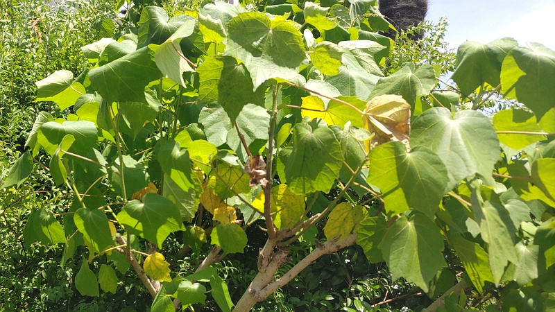フヨウ 東京都大田区大和大橋