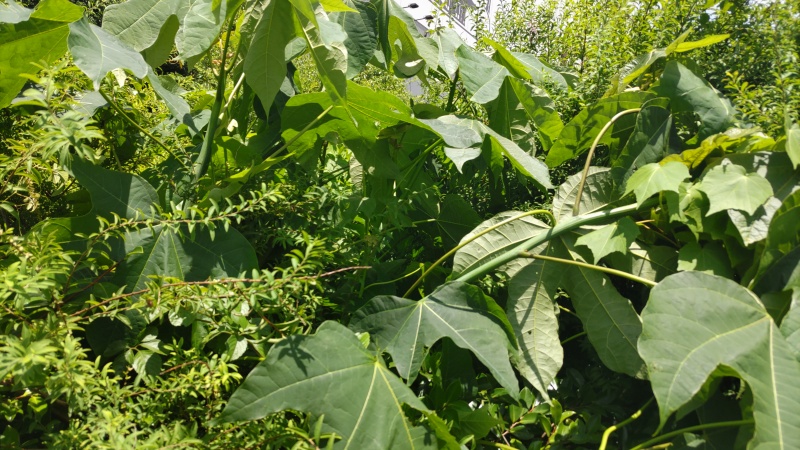 アオギリ、フヨウ、ユキヤナギの葉 東京都大田区大和大橋