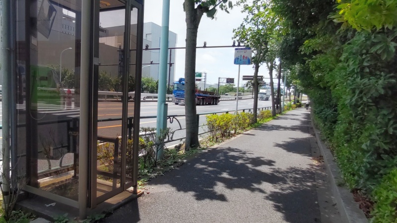 駅前のアオギリ並木 東京都大田区平和島