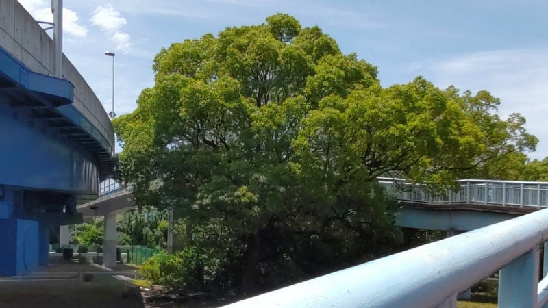 歩道橋と高平橋の間のクスノキ 東京都大田区平和島公園