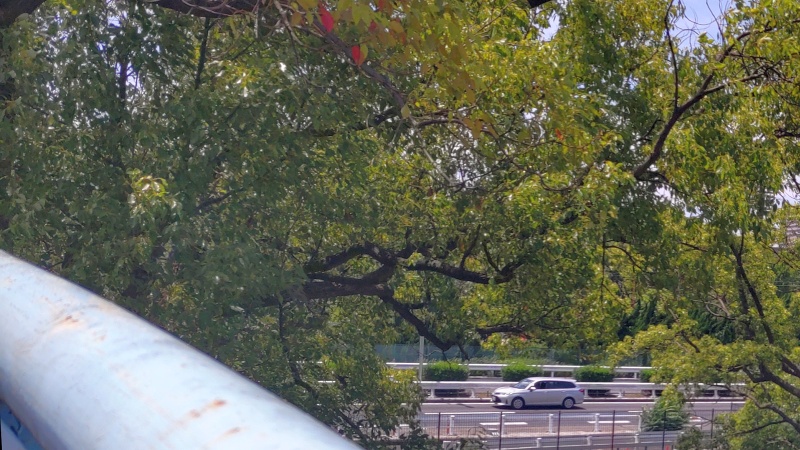 北側のクスノキ 東京都大田区平和島公園