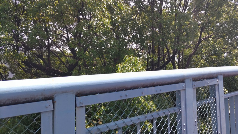 南側のクスノキ 東京都大田区平和島公園