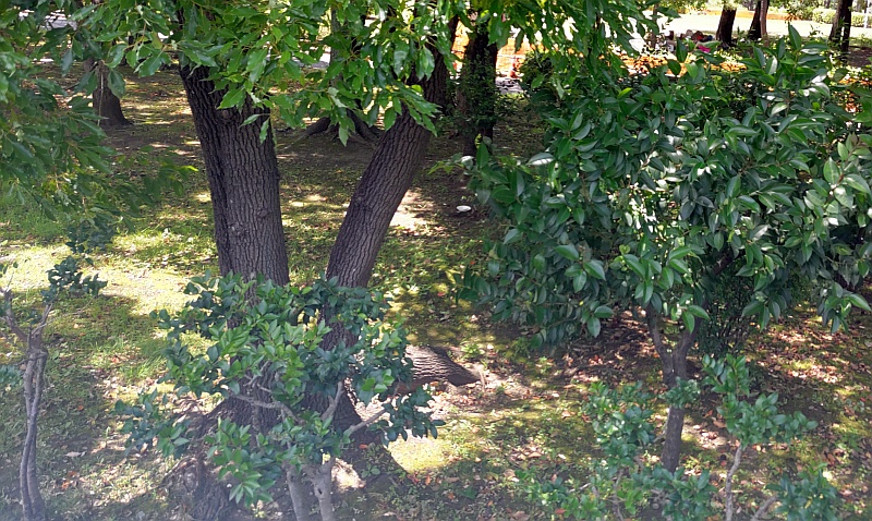 クスノキの前のネズミモチとトウネズミモチ 東京都大田区平和島公園