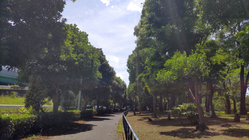 クスノキとヤマモモ 東京都大田区平和島公園
