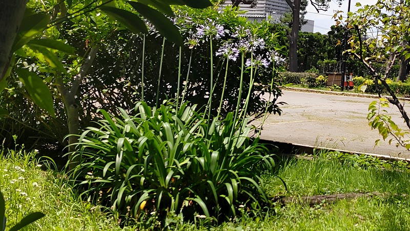 ムラサキクンシラン 東京都大田区平和島公園