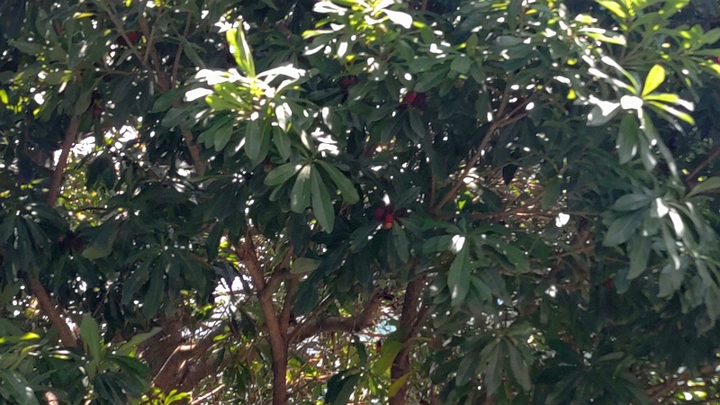 ヤマモモの果実 東京都大田区平和島公園