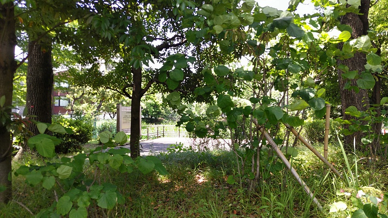 トサミズキ 東京都大田区平和の森公園