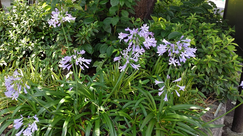 ムラサキクンシラン 東京都大田区大森本町