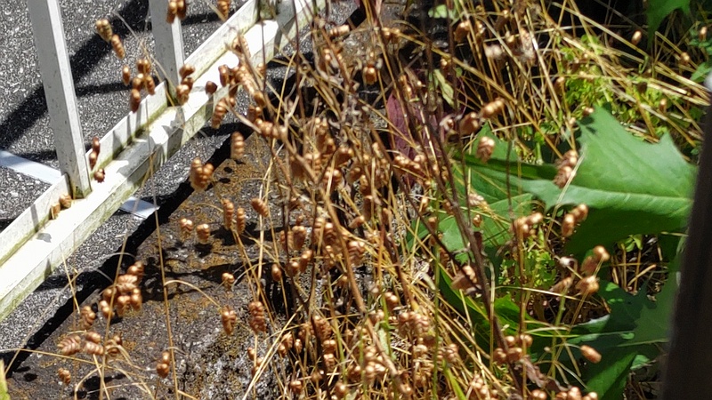 コバンソウ 横浜市旭区今宿南町