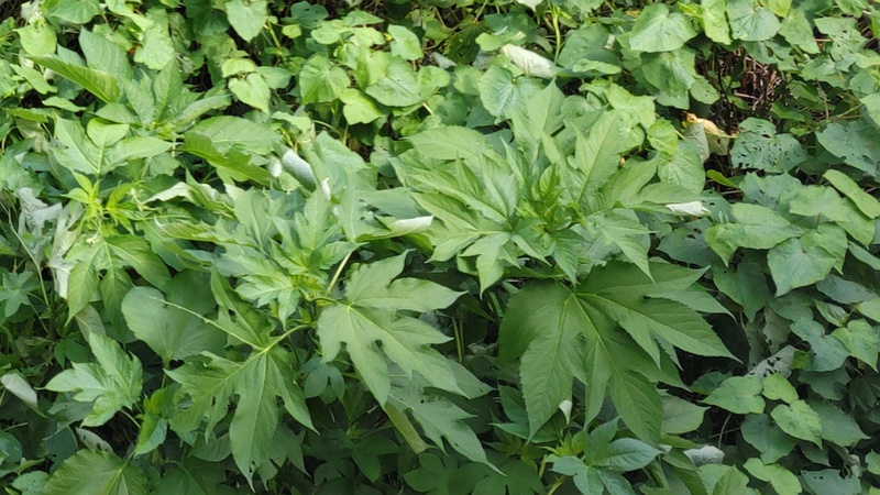 シャクチリソバとオオブタクサ 横浜市旭区今宿南町