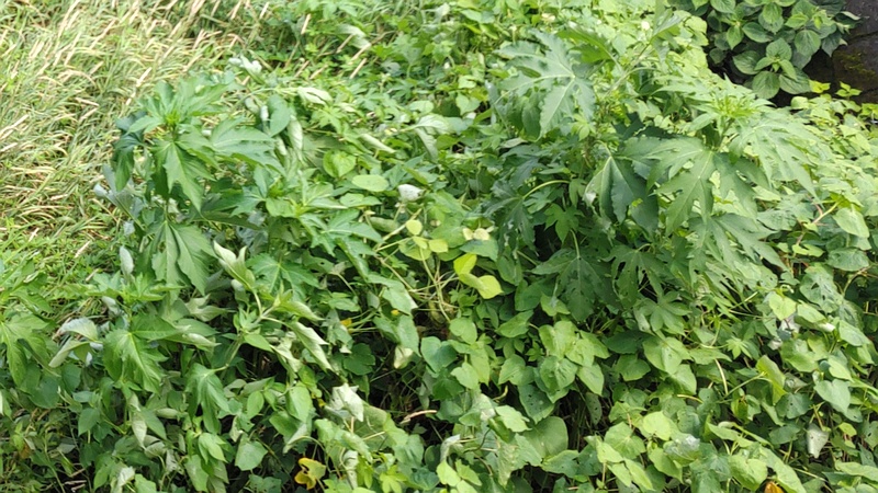 シャクチリソバとオオブタクサ 横浜市旭区今宿南町