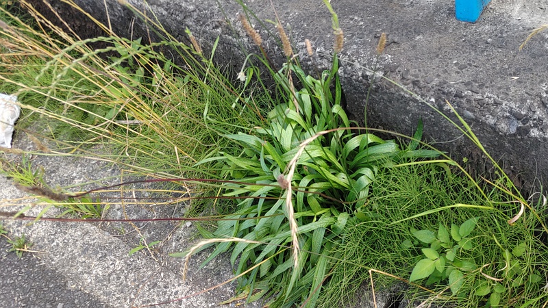 ヘラオオバコ 横浜市旭区今宿南町