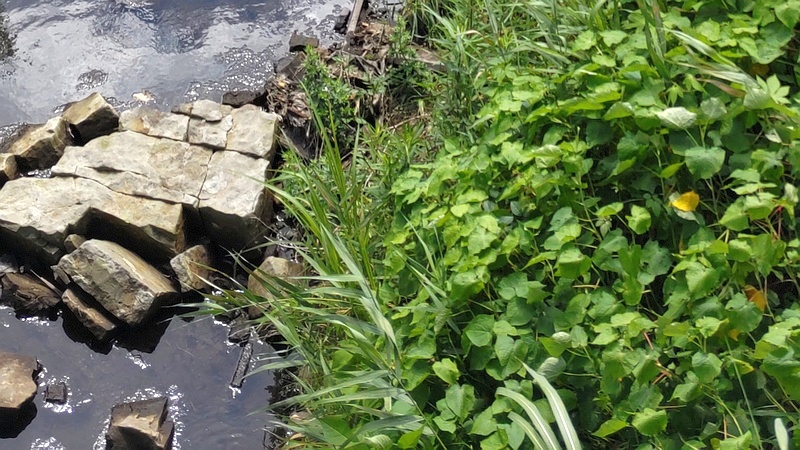 シャクチリソバ 横浜市旭区今宿南町