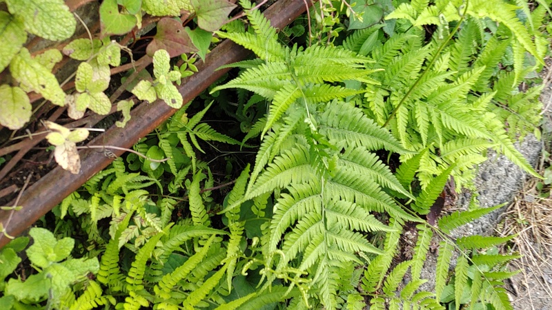 マルバハッカ 横浜市旭区今宿南町