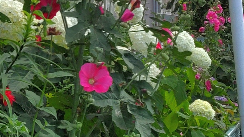 タチアオイ、アナベル 横浜市旭区今宿南町