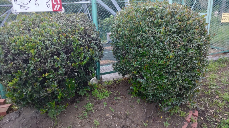 ハマヒサカキ 横浜市旭区希望が丘ふれあいの森公園