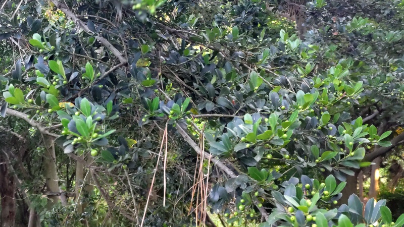 イヌツゲの果実 横浜市旭区希望が丘ふれあいの森公園