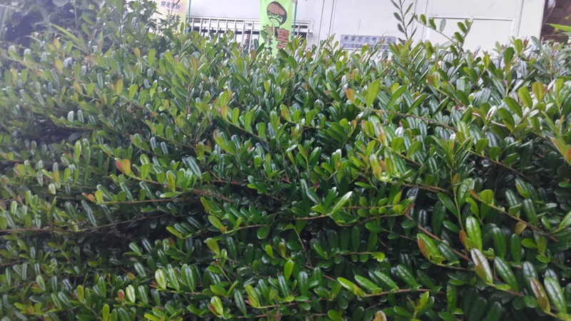 ハマヒサカキ 横浜市旭区希望が丘ふれあいの森公園