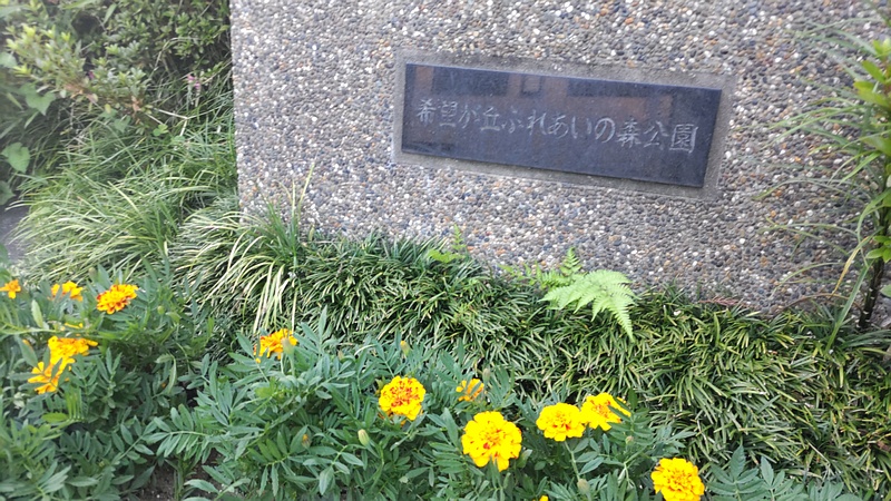 センジュギク 横浜市旭区希望が丘ふれあいの森公園