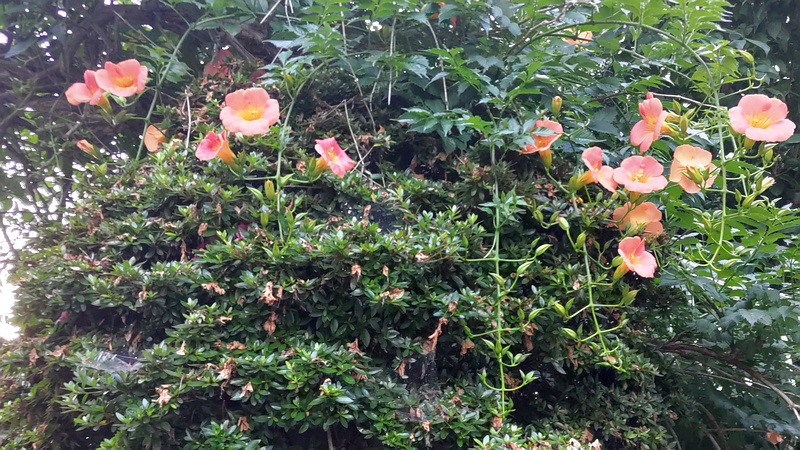 ノウゼンカズラ 横浜市旭区中希望が丘