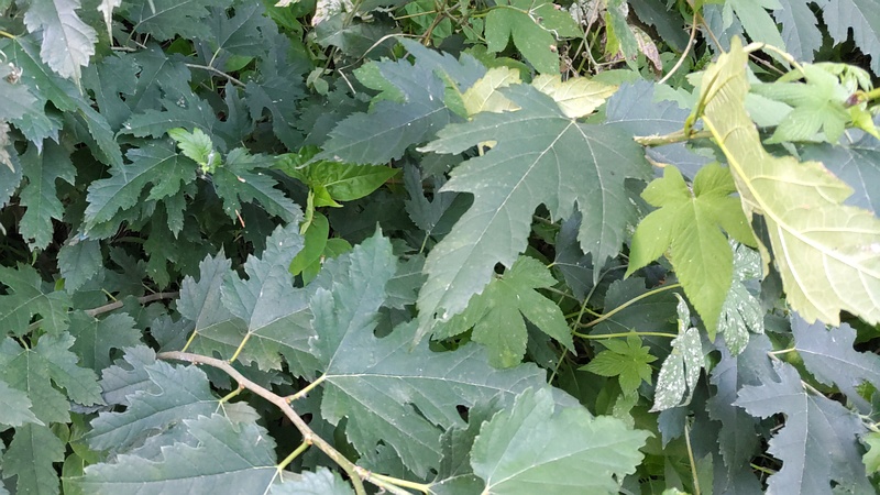 クワ 横浜市旭区希望が丘水の森公園