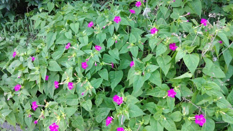 オシロイバナ 横浜市旭区希望が丘水の森公園