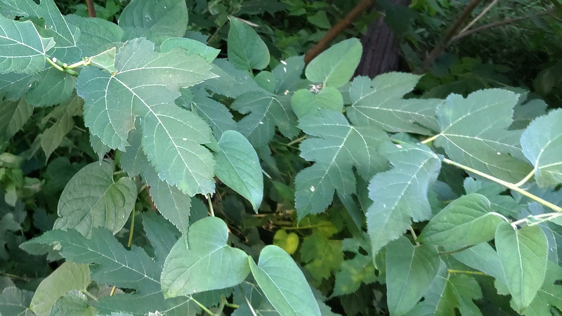 クワ 横浜市旭区希望が丘水の森公園