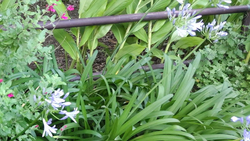 ムラサキクンシラン 横浜市旭区希望が丘水の森公園