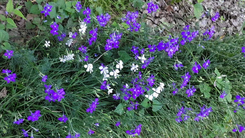 ヒエンソウ 横浜市旭区希望が丘水の森公園