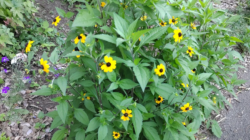 ミツバオオハンゴンソウ 横浜市旭区希望が丘水の森公園