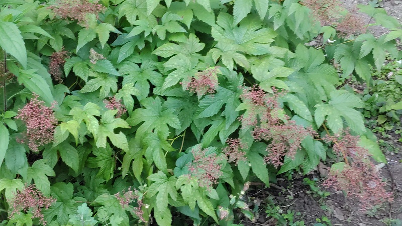 シモツケソウの花後 横浜市旭区希望が丘水の森公園