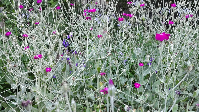 スイセンノウ 横浜市旭区希望が丘水の森公園