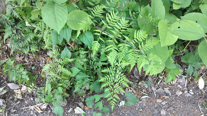 イヌワラビ 横浜市旭区希望が丘水の森公園