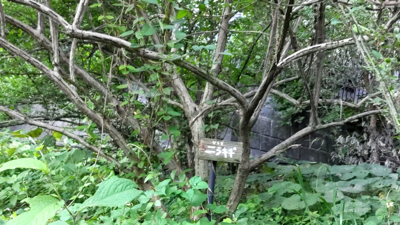 ニシキギ 横浜市旭区希望が丘水の森公園