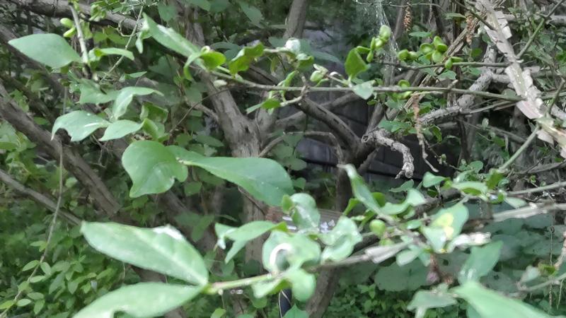 ニシキギの花 横浜市旭区希望が丘水の森公園