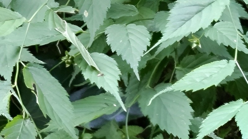 ヤマブキの果実 横浜市旭区希望が丘水の森公園