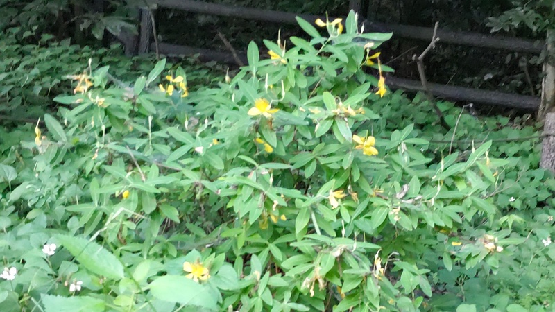 トモエソウ 横浜市旭区希望が丘水の森公園