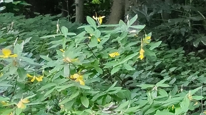 トモエソウ 横浜市旭区希望が丘水の森公園