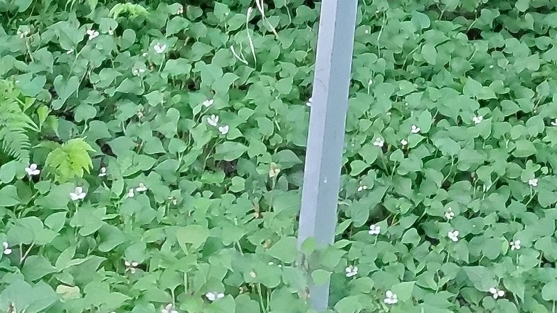 ドクダミ 横浜市旭区希望が丘水の森公園