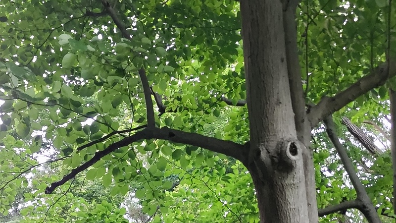 ミズキ 横浜市旭区希望が丘水の森公園