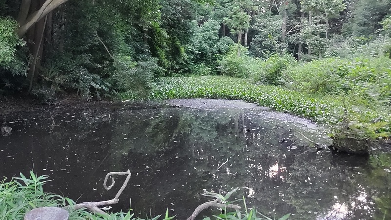 帷子川湧水池 横浜市旭区希望が丘水の森公園